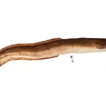 HALASPÁRNA ANGOLNA 115CM Favoriet
